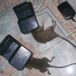 KẸP BẪY CHUỘT