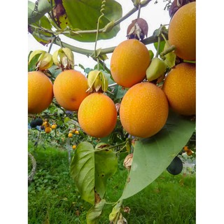 [Cây giống] Chanh leo ngọt vỏ vàng Colombia - Giống siêu ngọt, trái to, kháng sâu bệnh tốt - Trang Flowers