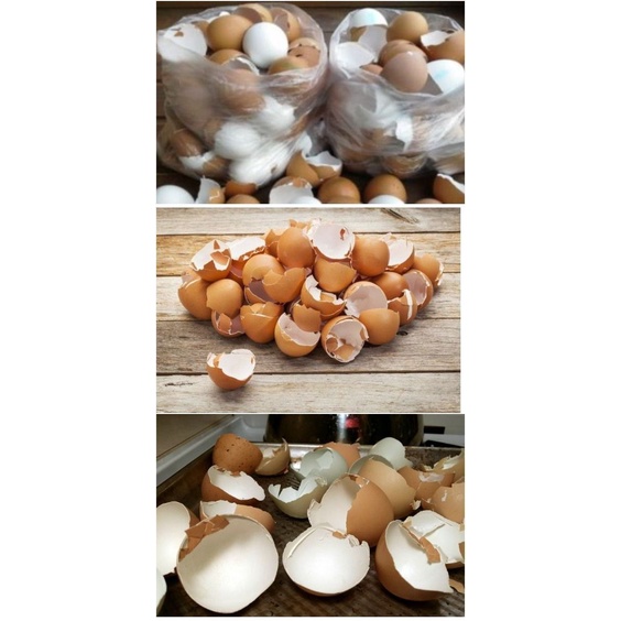 Phân trứng sữa Donanfarm, bổ sung dinh dưỡng giúp cây ra hoa trái to phù hợp với hoa hồng, lan, rau củ quả - Chai 1 Lít