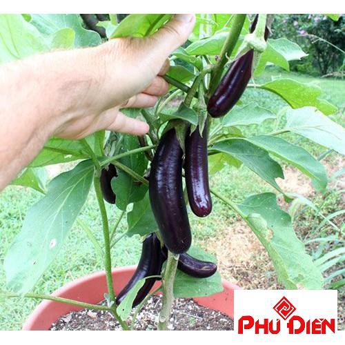 50 Hạt giống cà tím dài đen  PHÚ ĐIỀN
