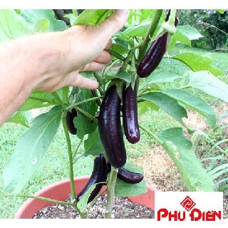 50 Hạt giống cà tím dài đen  PHÚ ĐIỀN