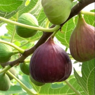 Cây sung mỹ triết cành nhanh ra quả.