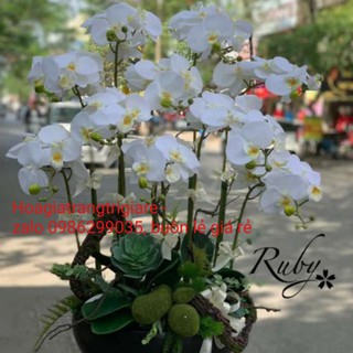 Hoa giả- lan hồ điệp cao su 7 bông