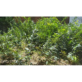 CÂY GIỐNG CÂY HẠT DẺ ĐEN TRÙNG KHÁNH