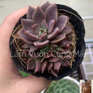 Sen Đá Mặt Trăng 🌖🌖🌖 Size Bầu