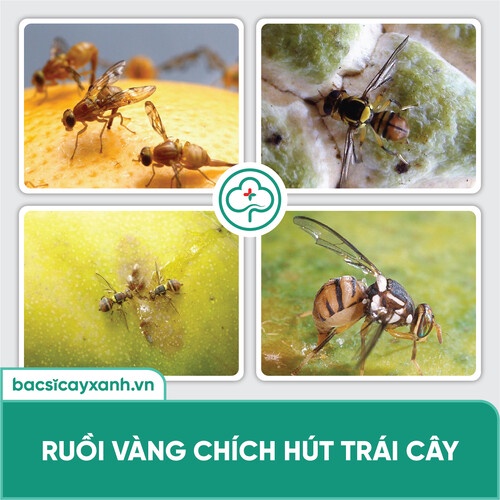 Chế phẩm BS23 Ruva diệt ruồi vàng Xua đuổi mối kiến sên nhớt hại trái an toàn sức cho khoẻ 250ml NSX Bacsicayxanh