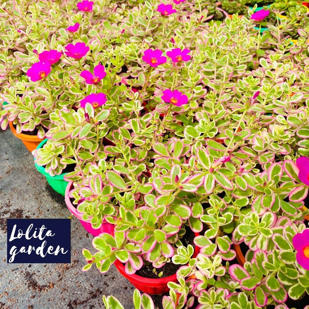 Sen đá sedum cỏ sam chậu treo Đà Lạt size trung bình cây cảnh trang trí nhà cửa Lolita garden