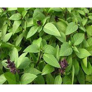 Hạt giống Húng quế 10gr❤️FREESHIP XTRA❤️