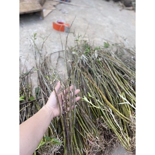 Hoa lan phi điệp Phú thọ Sỉ 2k ( bó 10 thân )