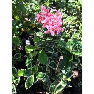 Cây mẫu đơn Cẩm thạch