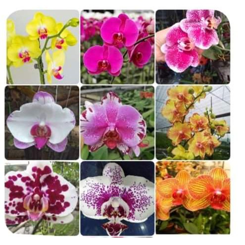 LAN HỒ ĐIỆP ĐẠI combo 3 cây