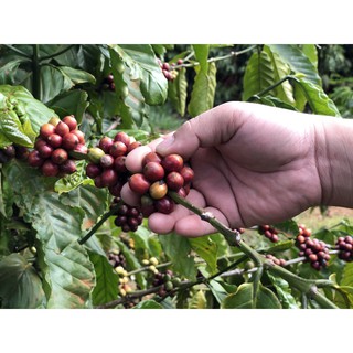 Cà phê rang xay nguyên chất Culi Robusta 500g - Rang medium light - Everything Store Coffee