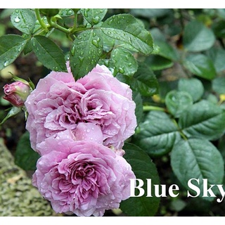 Hoa Hồng ngoại blue sky