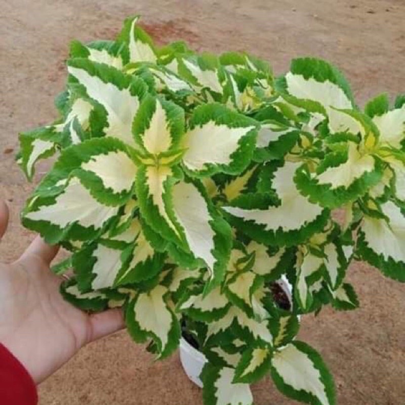 Cây lá gấm nhiều màu