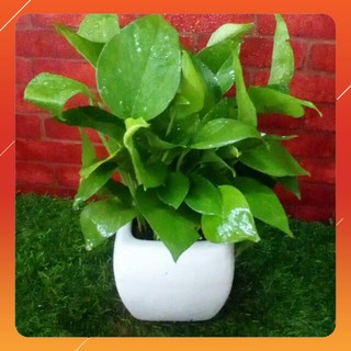 Cây Trầu bà để bàn