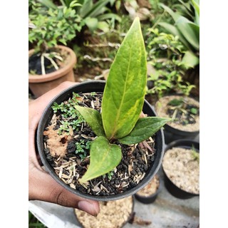 Anthurium jamanii < Unk > Màu Vàng