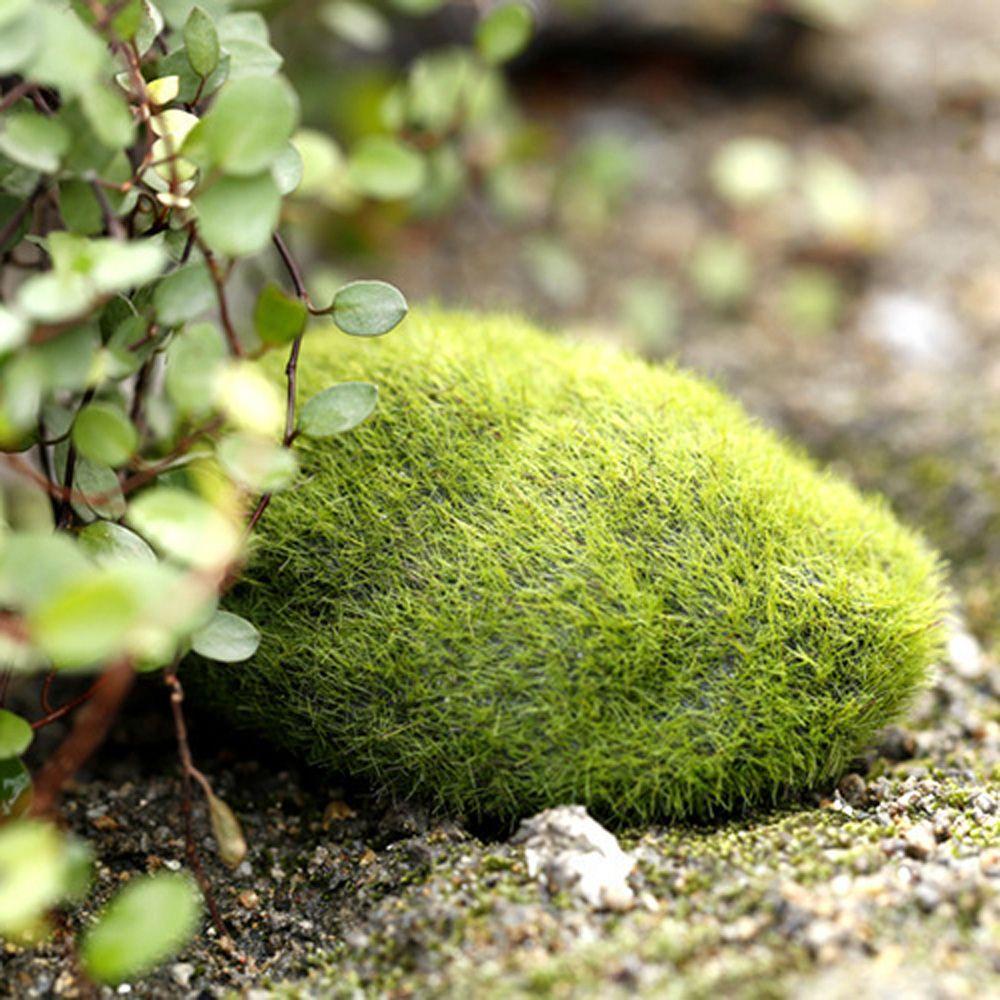 Thảm Cỏ Nhân Tạo Trang Trí Nội Thất TAYLOR1|Thảm Lót Sàn Nhà Trang Trí Sang Trọng