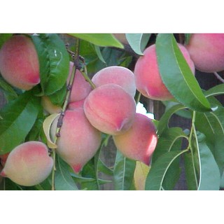 Xí muội đào hồng 100g