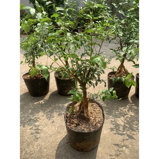 Cây Hồng Ngọc Mai Dáng Bonsai Mini Để Bàn - Cây Kiểng Trang Trí Sân Vườn (ẢNH THẬT)