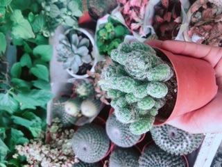 Xương Rồng Nở Hoa