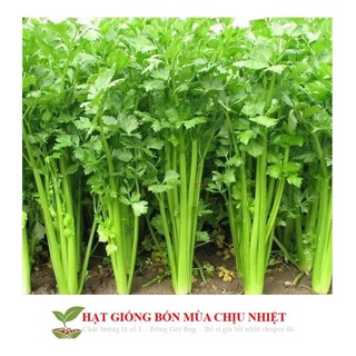 Gói 200 hạt giống cần tây