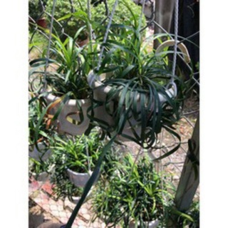Ngải chiêu tài (ngãi lá xoắn)