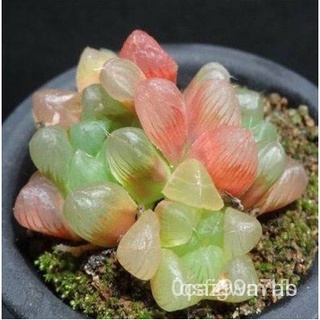 hạt giống sen đá ngọc bích 50h