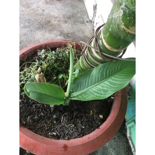 đại phú gia cây con