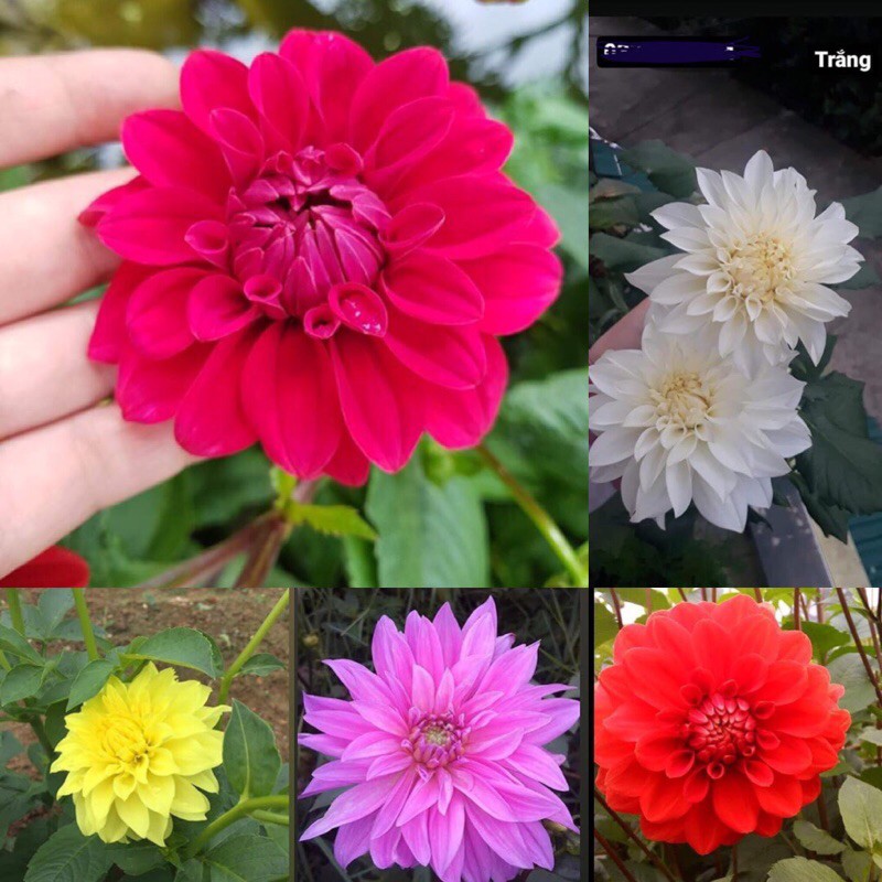 cây giống thược dược ( rễ trần)