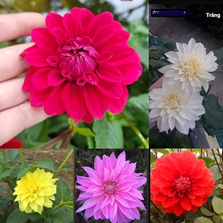 cây giống thược dược ( rễ trần)