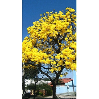 cây giống  PHONG LINH VÀNG - hoa VÀNG cực đẹp, gửi đi nguyên bầu