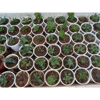 Hawathia mini chậu bầu 4cm