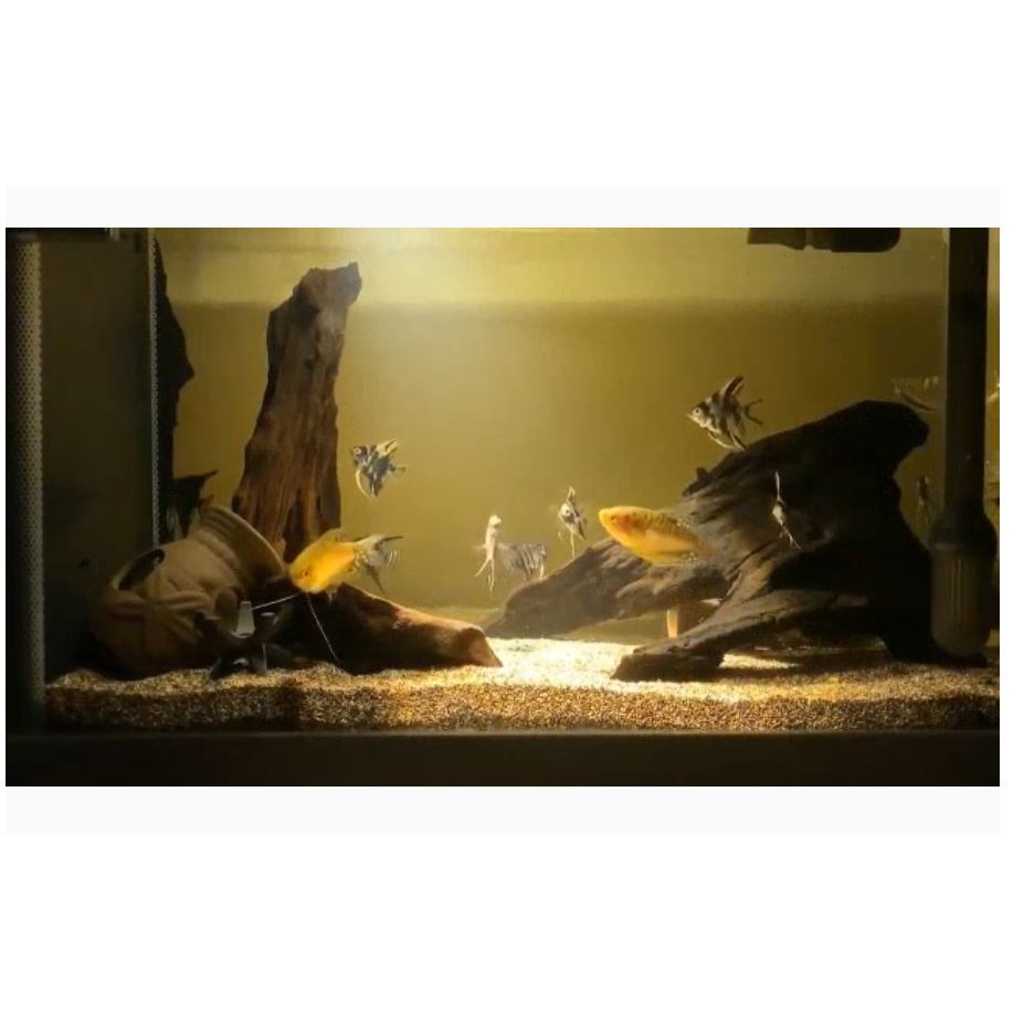 Đèn led rọi nắng 3 màu thủy sinh 3/5/7 W