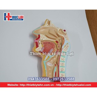 Mô Hình Hệ Tiêu Hóa Người