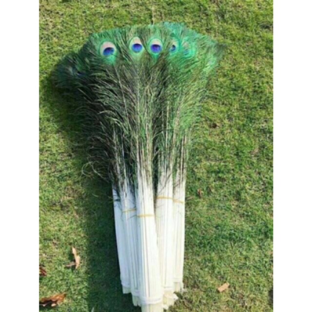 combo 30 cành lông công tài lộc 70-80cm | BigBuy360 - bigbuy360.vn