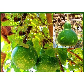 Hạt giống Bầu Hồ Lô Sao