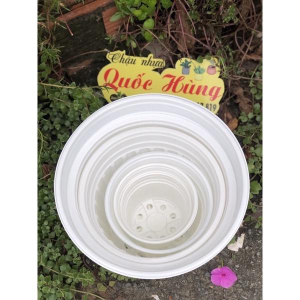 Chậu nhựa trắng  trồng sen đá- xương rồng-cây mini