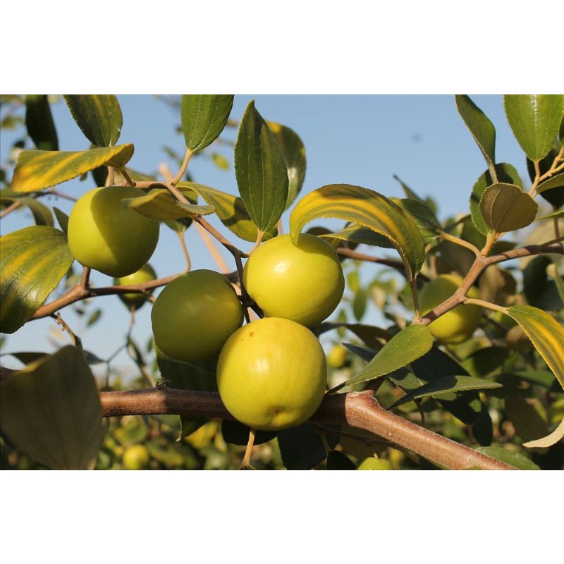 Cây Táo Da Xanh Siêu Trái