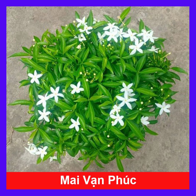 Mai Vạn Phúc - Cây cảnh sân vườn + Tặng phân bón cho cây mau lớn