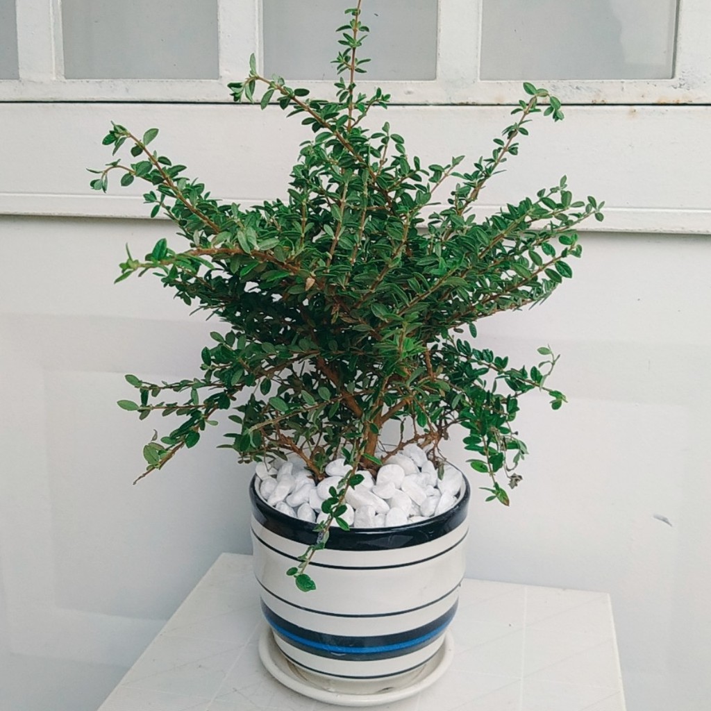 Cây Hàm Hương trồng bonsai tỏa hương thơm dịu khi chạm tay vào
