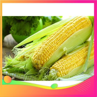 Hạt Giống Ngô Ngọt F1 - 20 Hạt [ Tặng bộ dụng cụ làm vườn Mini 3 món ] VIETGAR