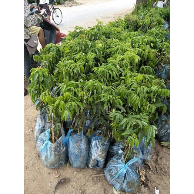 Cây vải thiều