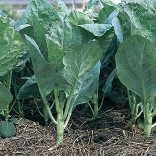 HẠT GIỐNG CẢI RỔ ( CẢI NÁ )