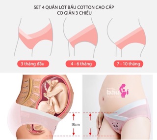 Sét 4 quần lót bầu cotton cao cấp