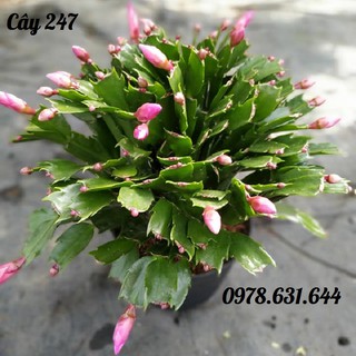 Cây Hoa Lan càng cua phong thủy