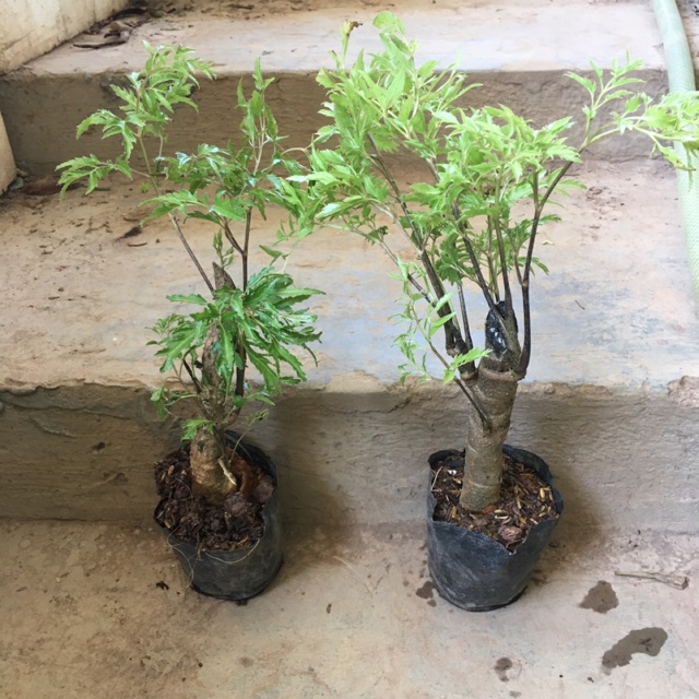 Combo 2 Cây Đinh lăng