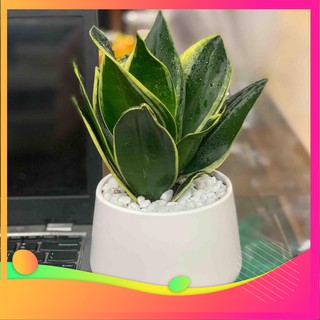 Cây lưỡi hổ để bàn