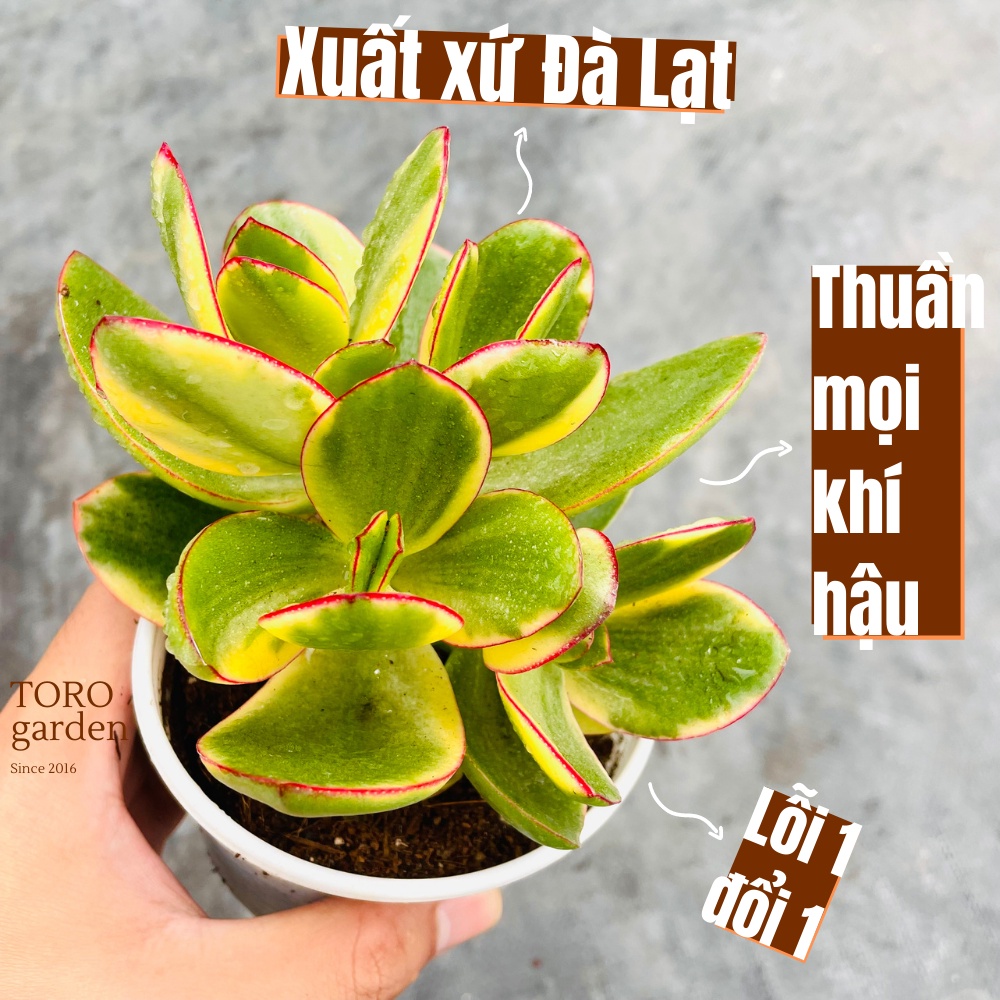 Sen đá thạch bích var Đà Lạt size trung bình cây cảnh trang trí nhà cửa Toro garden