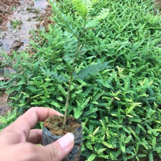 Cây Giống Bồ kết giống chuẩn mua 04 cây tặng 01 cây