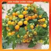 HẠT GIỐNG CÀ CHUA BI VÀNG LÙN GÓI 30H